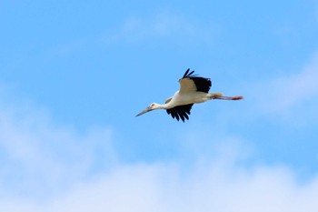 コウノトリ 溝ヶ沢池 2023年10月30日(月)