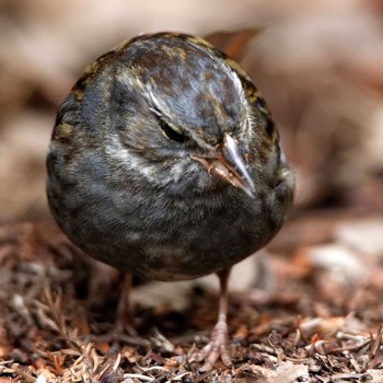 Grey Bunting 岐阜公園 Tue, 3/3/2015