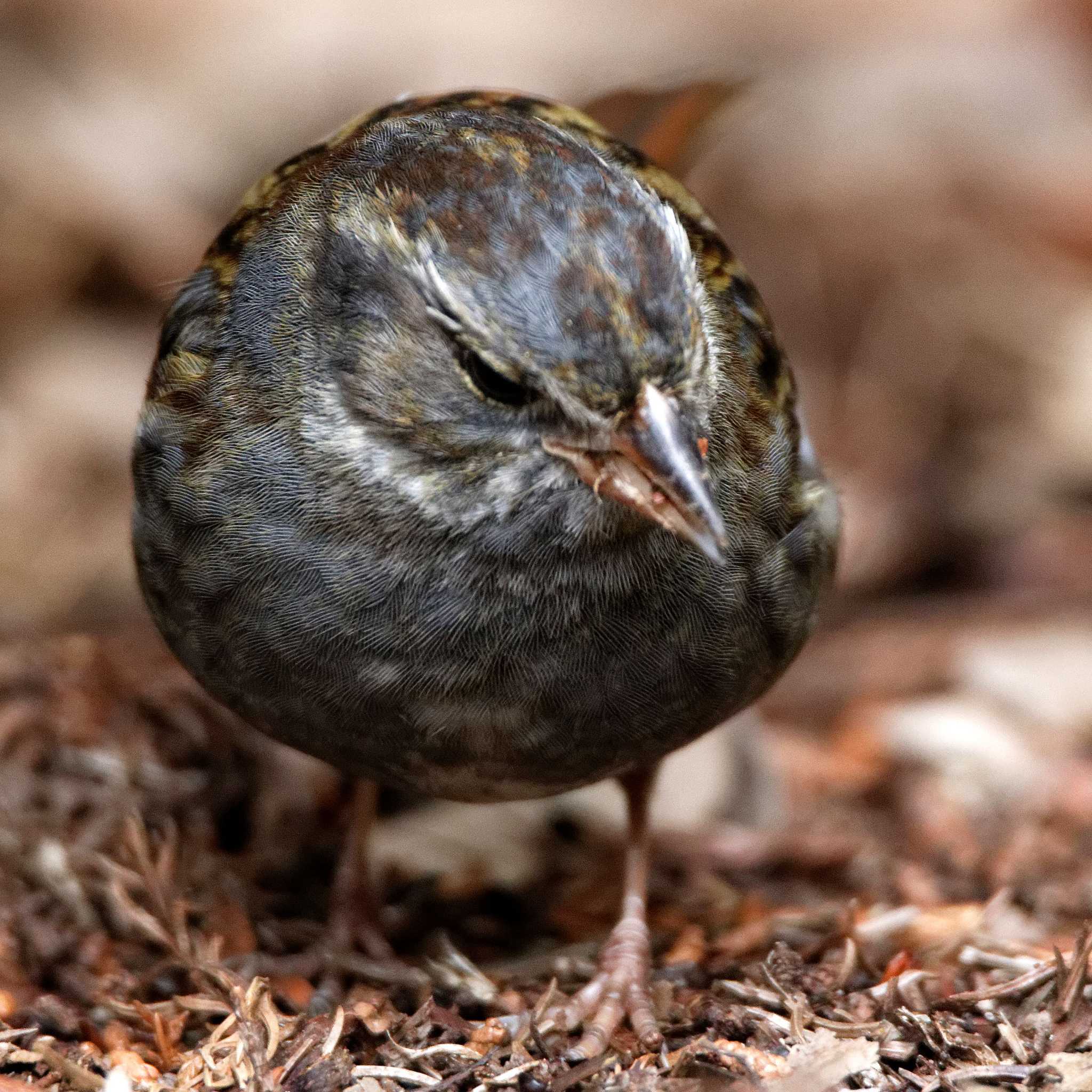 Grey Bunting