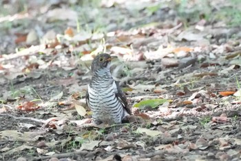 Oriental Cuckoo 埼玉県 Mon, 10/30/2023