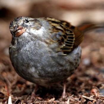 Grey Bunting 岐阜公園 Tue, 3/3/2015