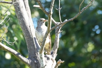 Oriental Cuckoo 埼玉県 Mon, 10/30/2023