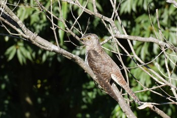 Oriental Cuckoo 埼玉県 Mon, 10/30/2023