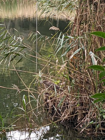 2023年11月15日(水) 井の頭公園の野鳥観察記録