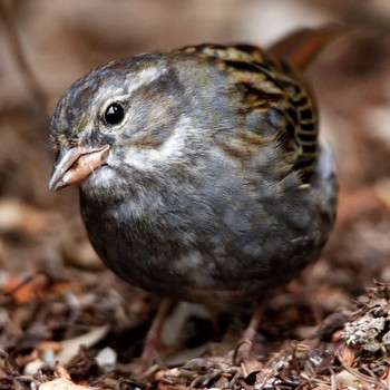 Grey Bunting 岐阜公園 Tue, 3/3/2015