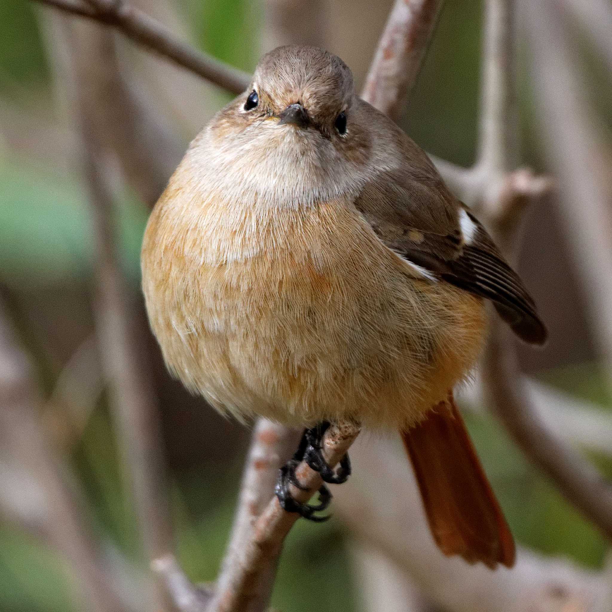 Daurian Redstart