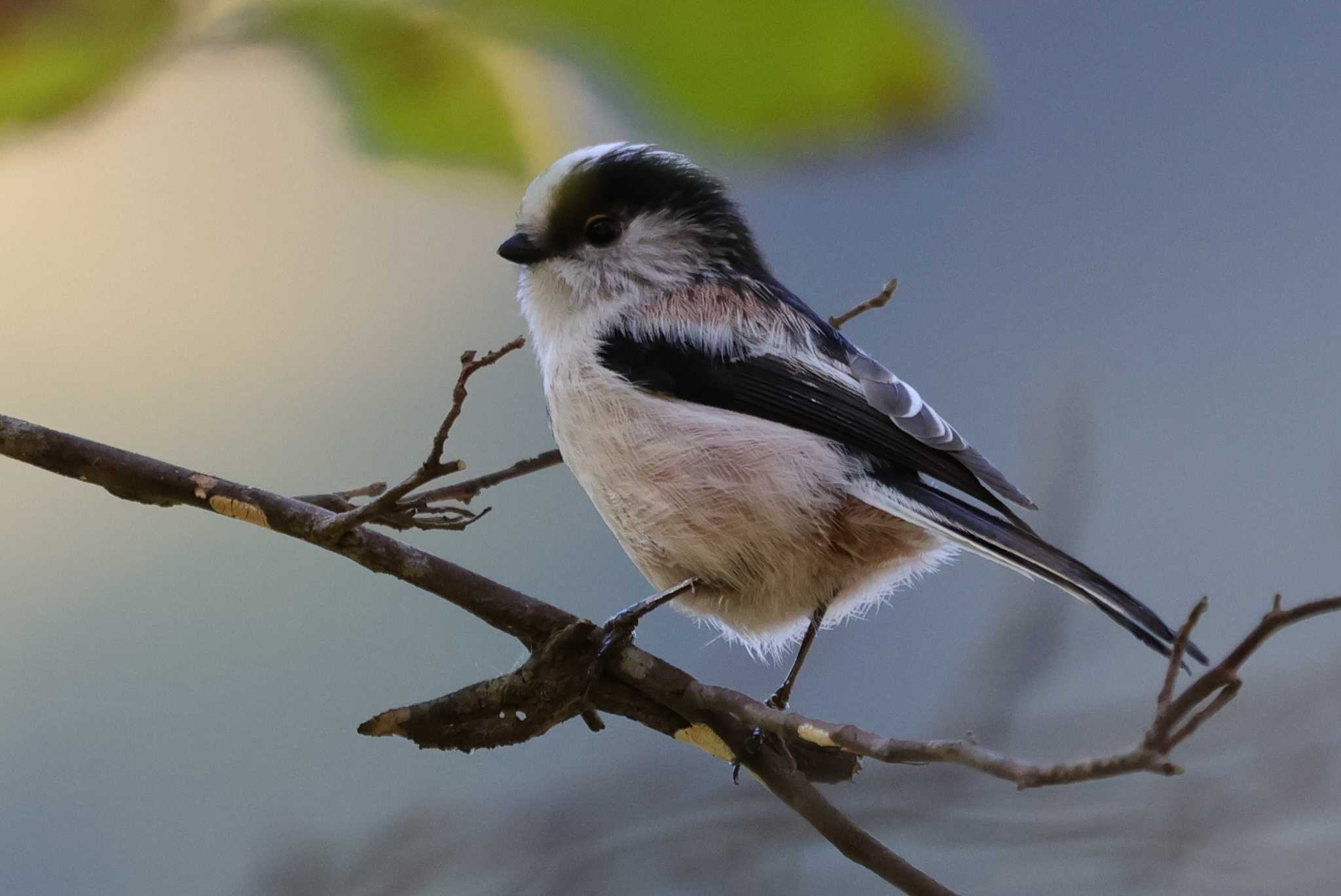 Long-tailed Tit