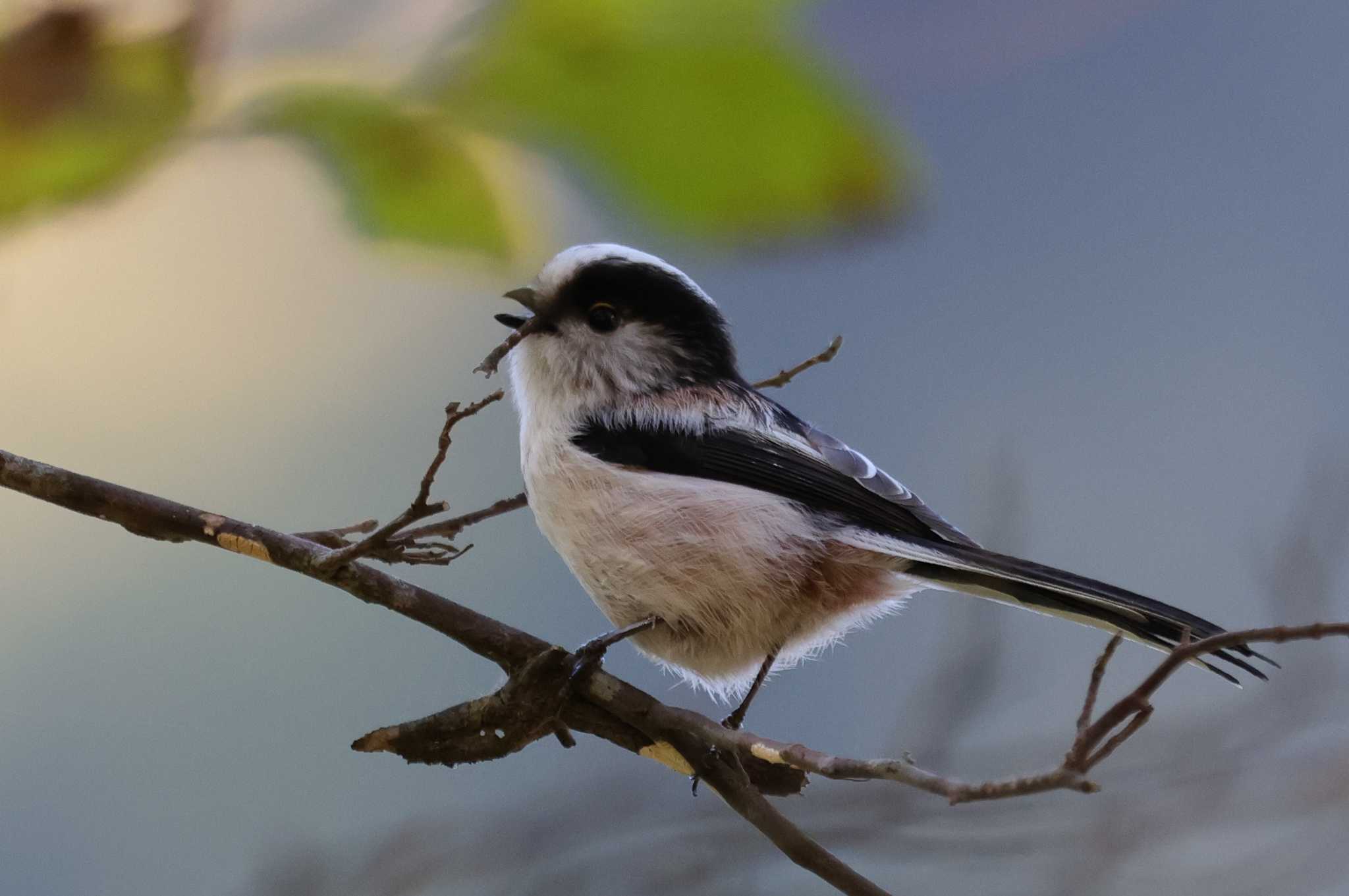 Long-tailed Tit