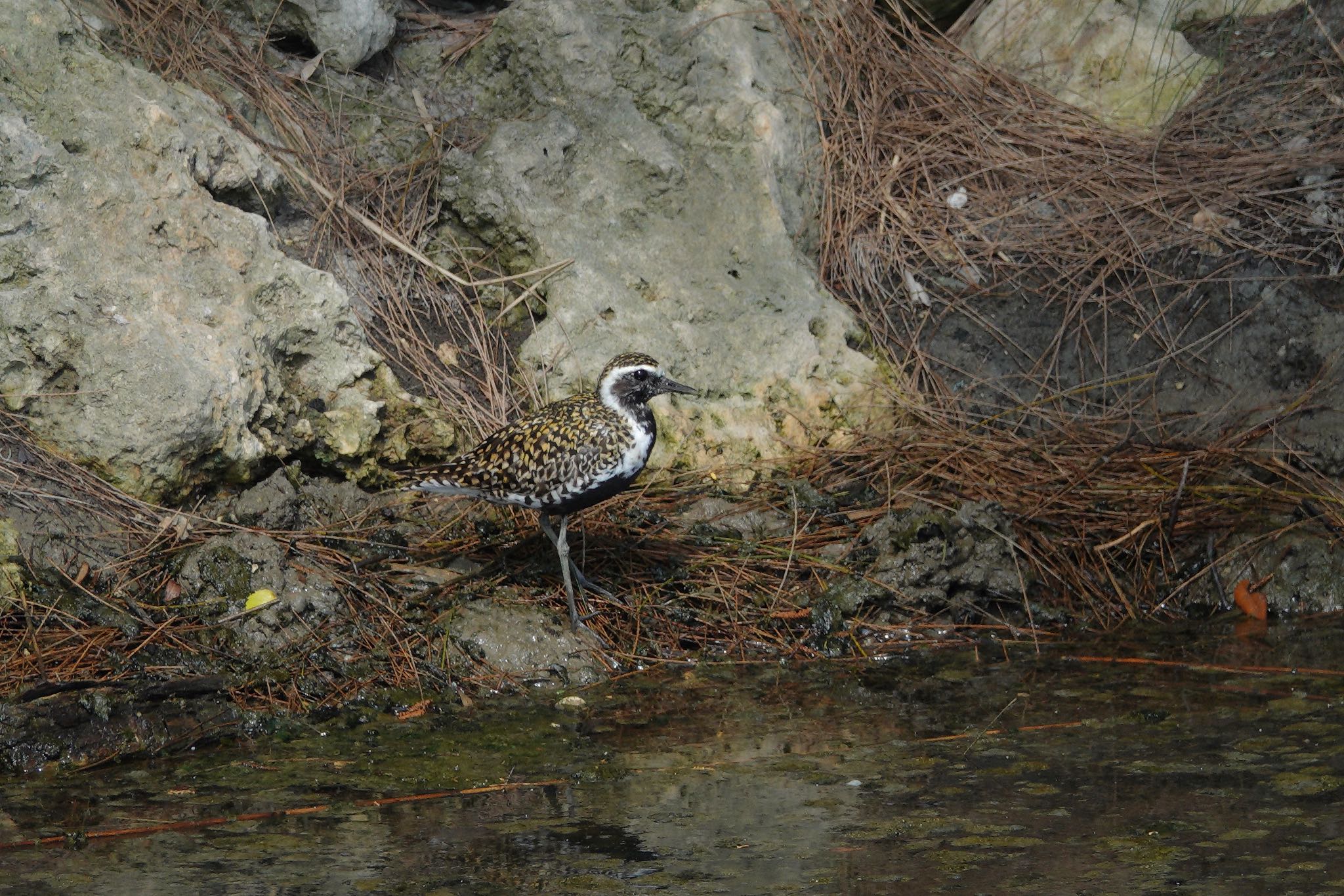 Pacific Golden Plover