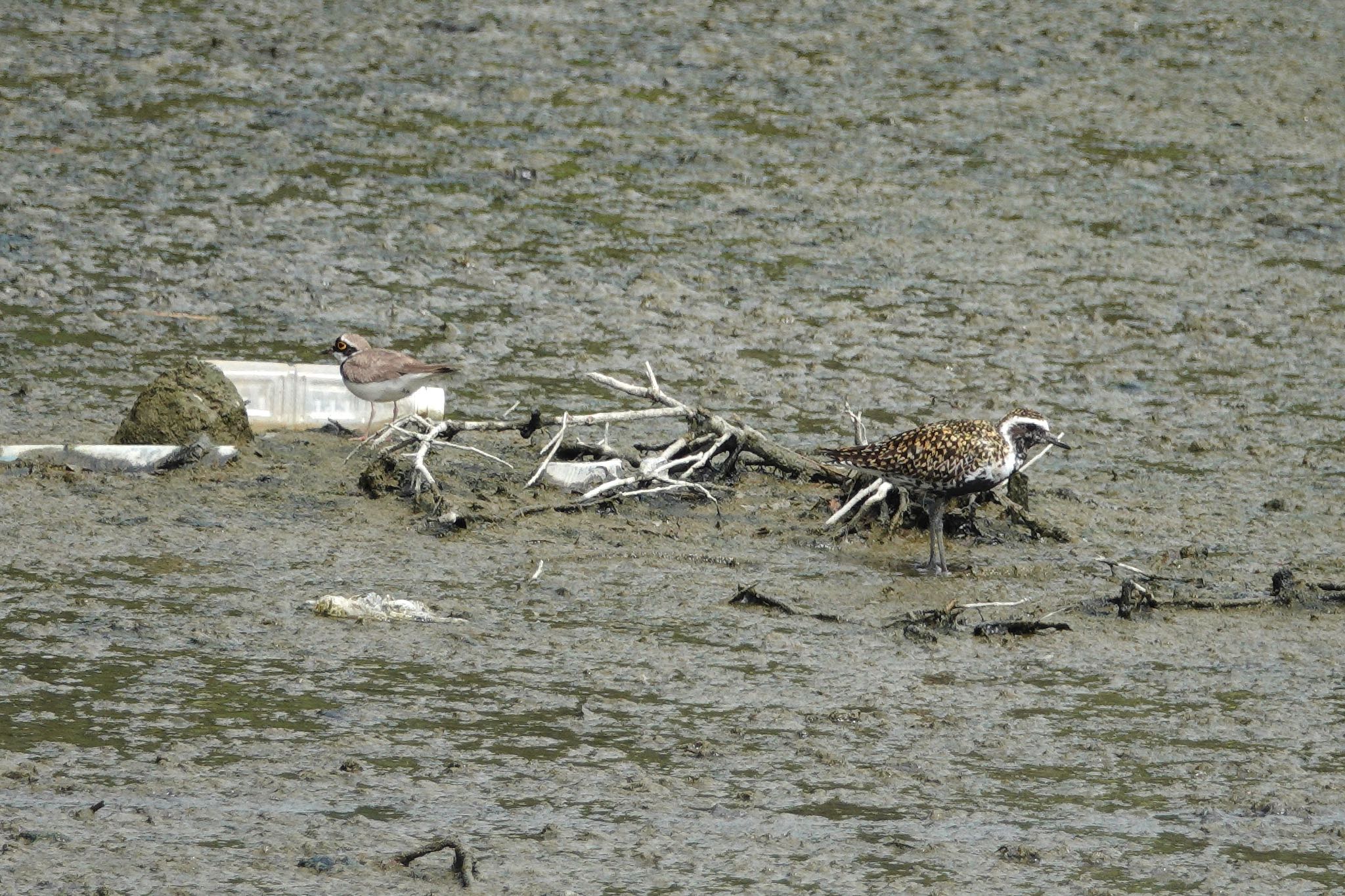 Little Ringed Plover