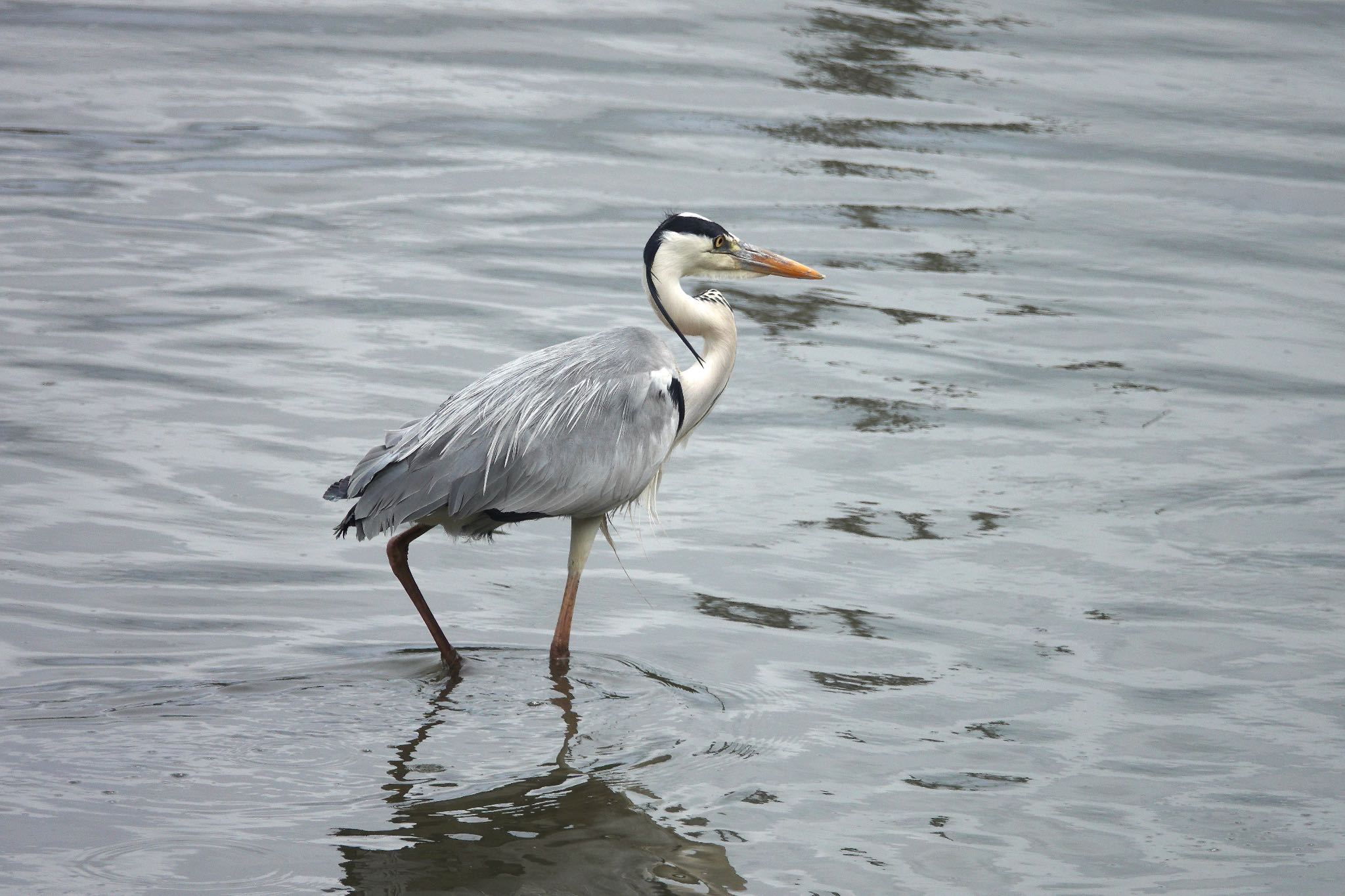 Grey Heron