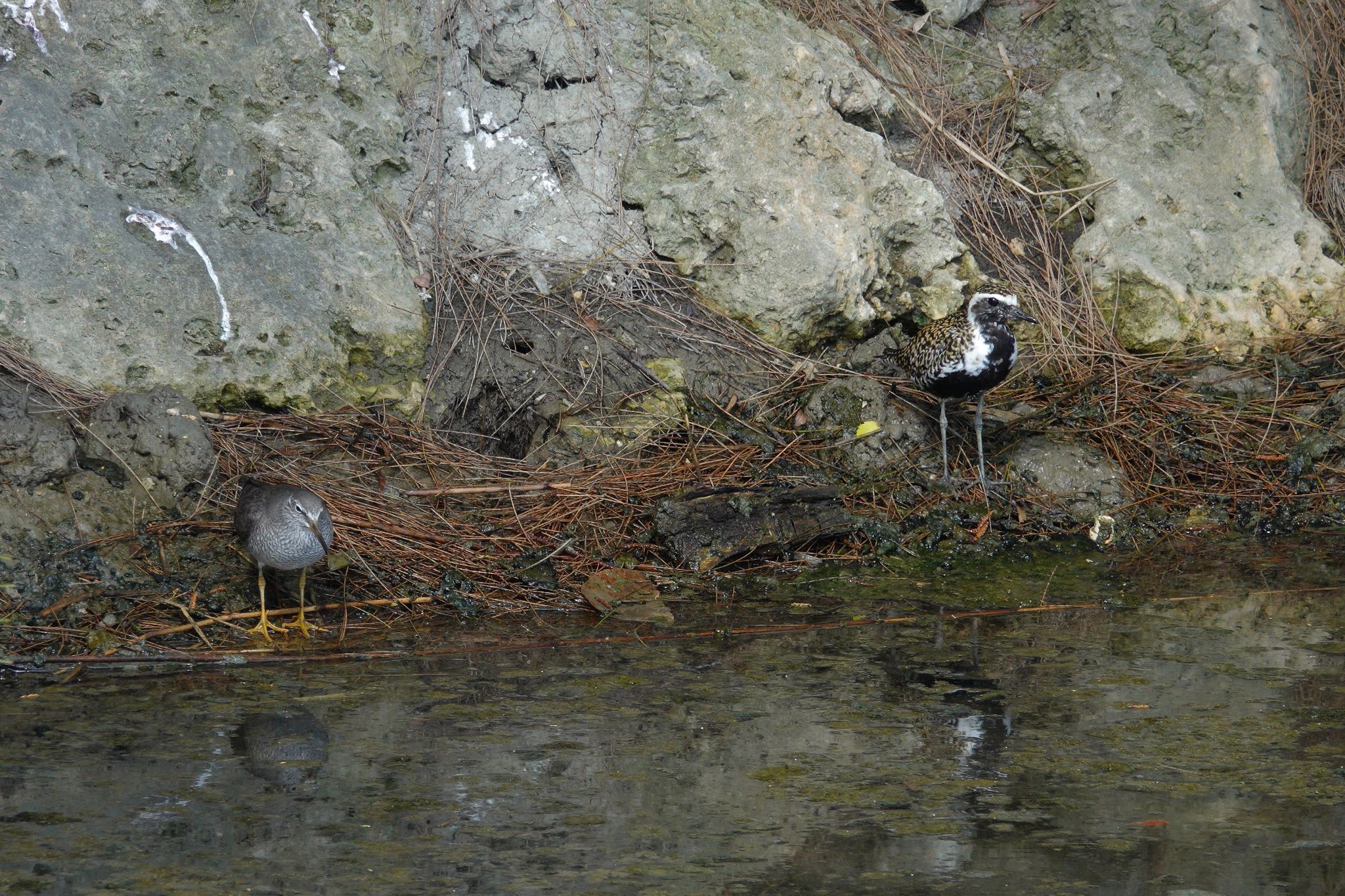 Grey-tailed Tattler