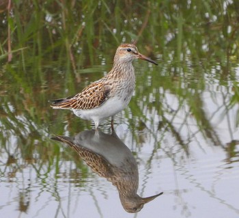 Pectoral Sandpiper Unknown Spots Thu, 10/5/2023