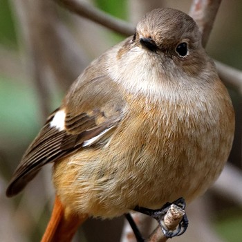 Daurian Redstart 岐阜公園 Tue, 3/3/2015