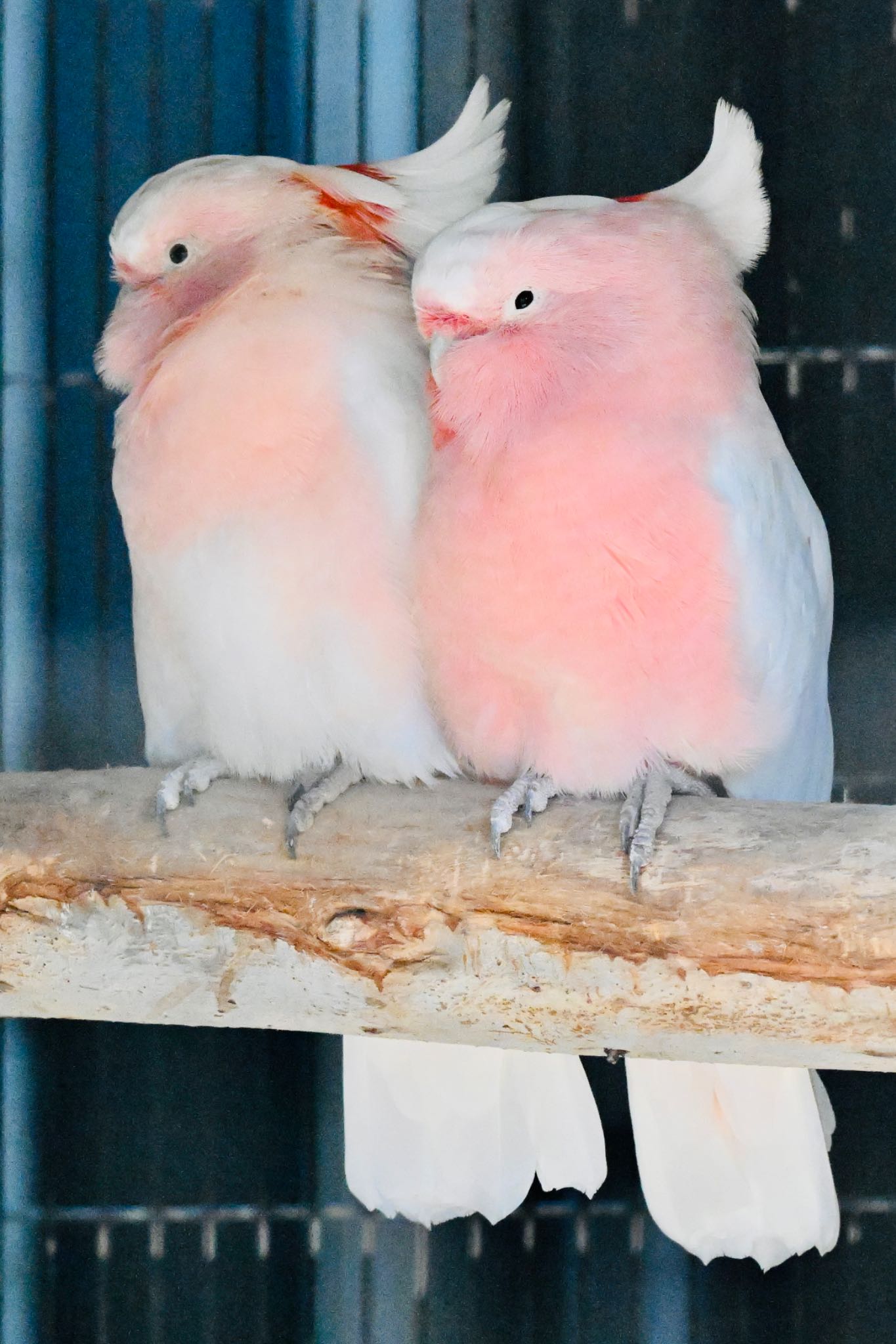 キャンベルタウン野鳥の森 クルマサカオウムの写真 by 美妃8