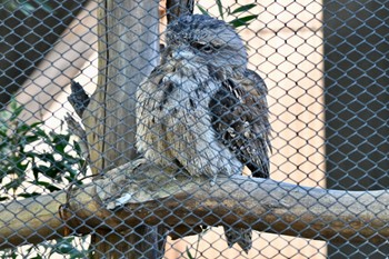 Tawny Frogmouth キャンベルタウン野鳥の森 Tue, 11/14/2023