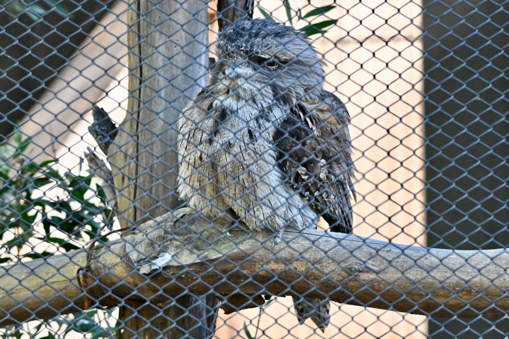 キャンベルタウン野鳥の森 オーストラリアガマグチヨタカの写真 by 美妃8
