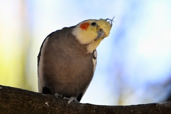 オカメインコ キャンベルタウン野鳥の森 2023年11月14日(火)