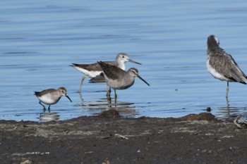 2023年11月14日(火) 伊佐沼の野鳥観察記録