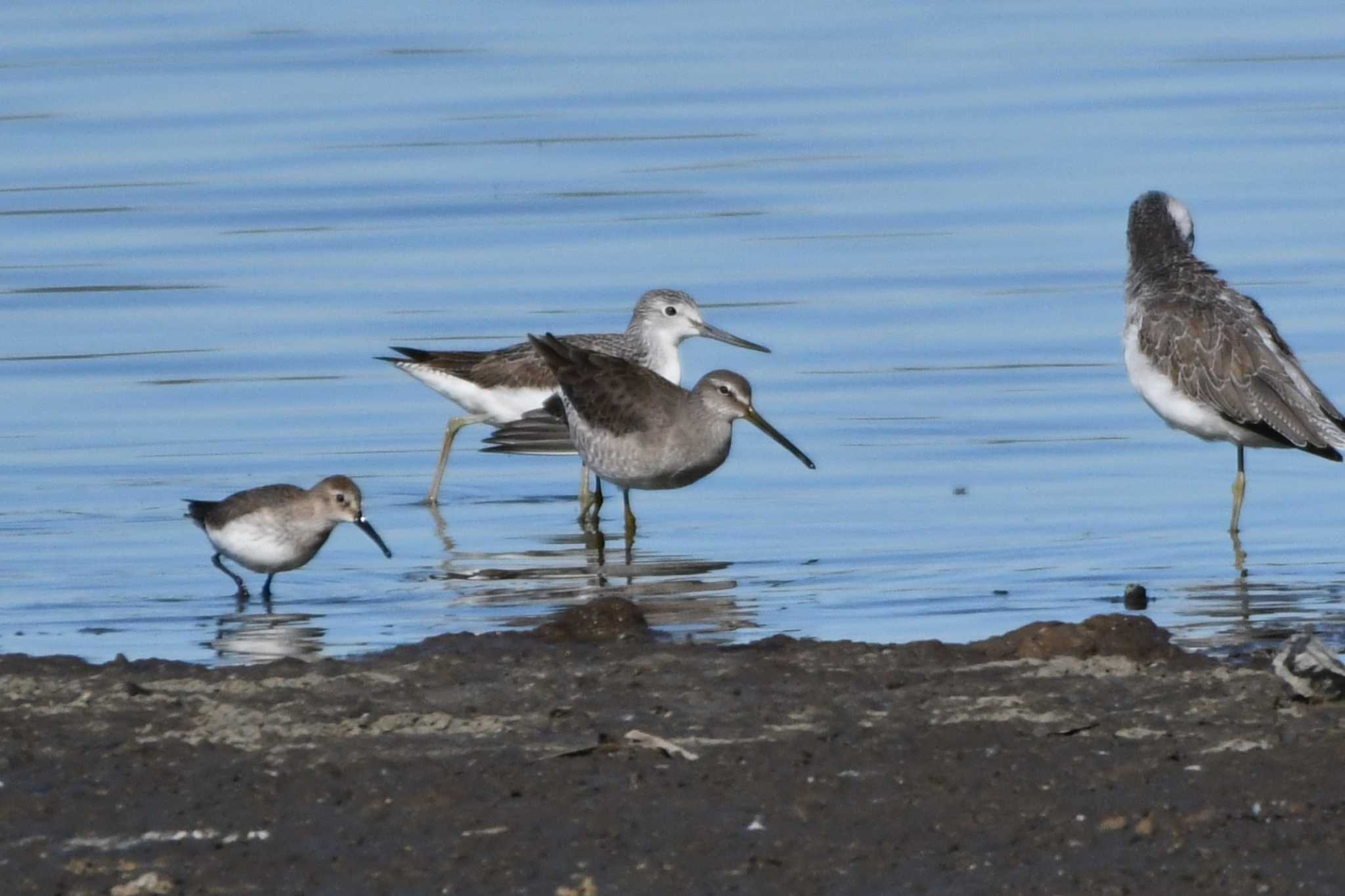 Photo of Long-billed Dowitcher at Isanuma by geto