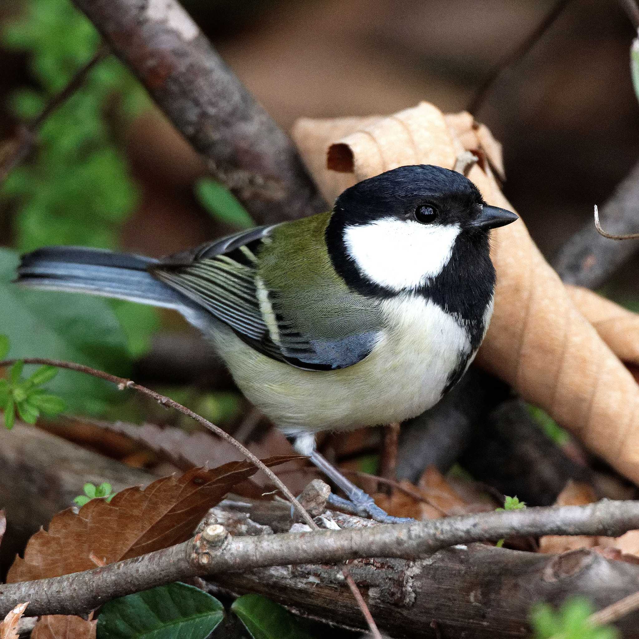 Japanese Tit