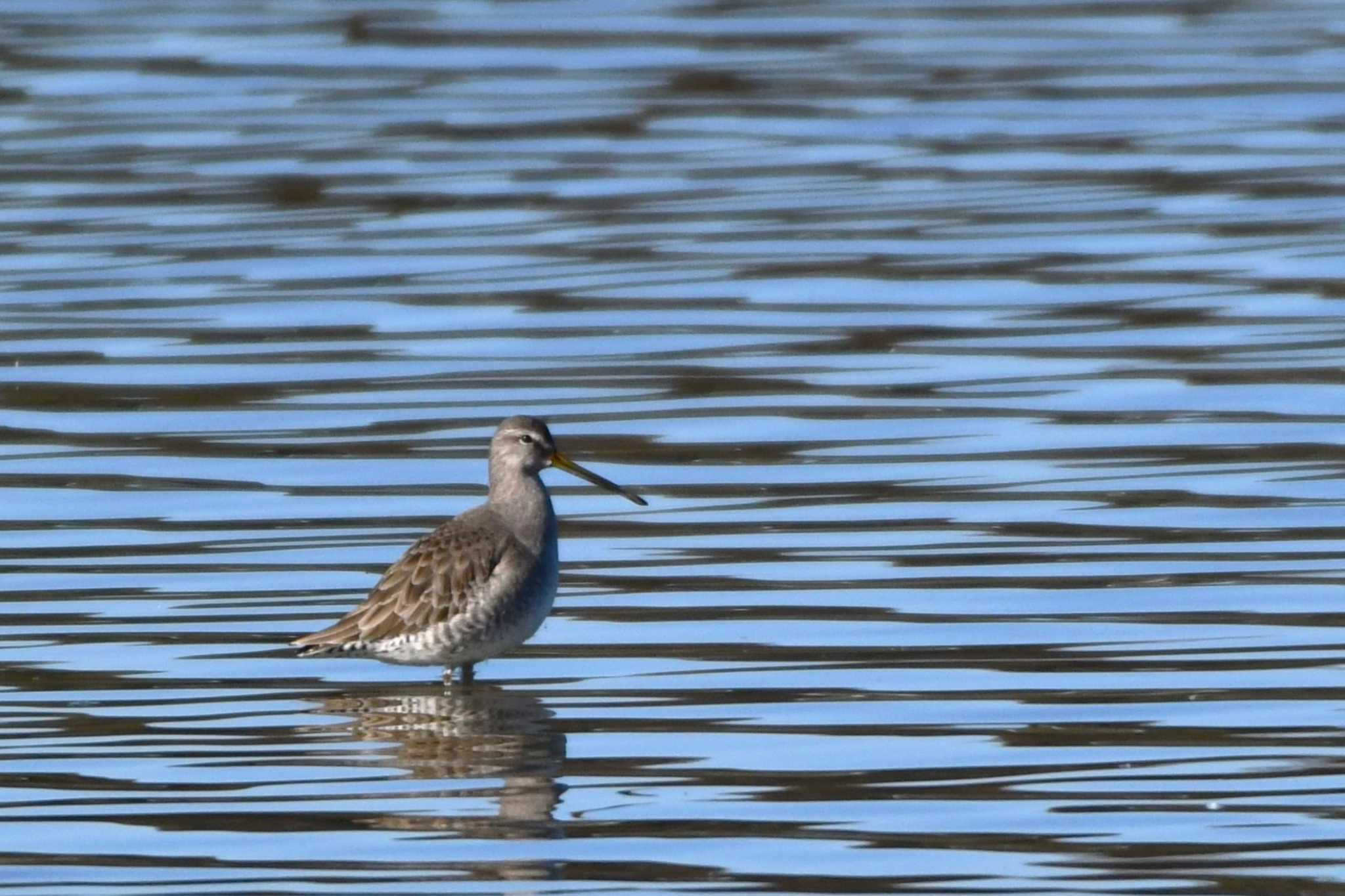 Long-billed Dowitcher