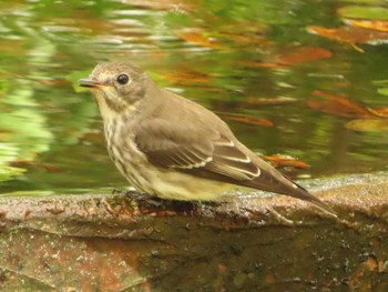 Grey-streaked Flycatcher 権現山(弘法山公園) Sun, 10/1/2023