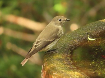 Grey-streaked Flycatcher 権現山(弘法山公園) Sun, 10/1/2023