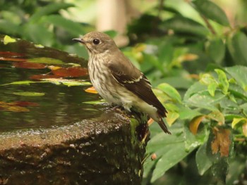 Grey-streaked Flycatcher 権現山(弘法山公園) Sun, 10/1/2023