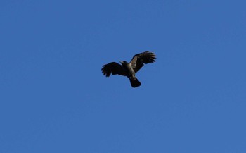 ハシブトガラス 弥富野鳥園 2023年11月14日(火)