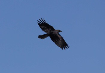 ハシブトガラス 弥富野鳥園 2023年11月14日(火)