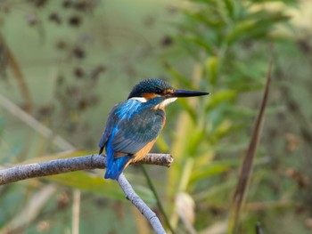 Thu, 11/16/2023 Birding report at 赤塚公園