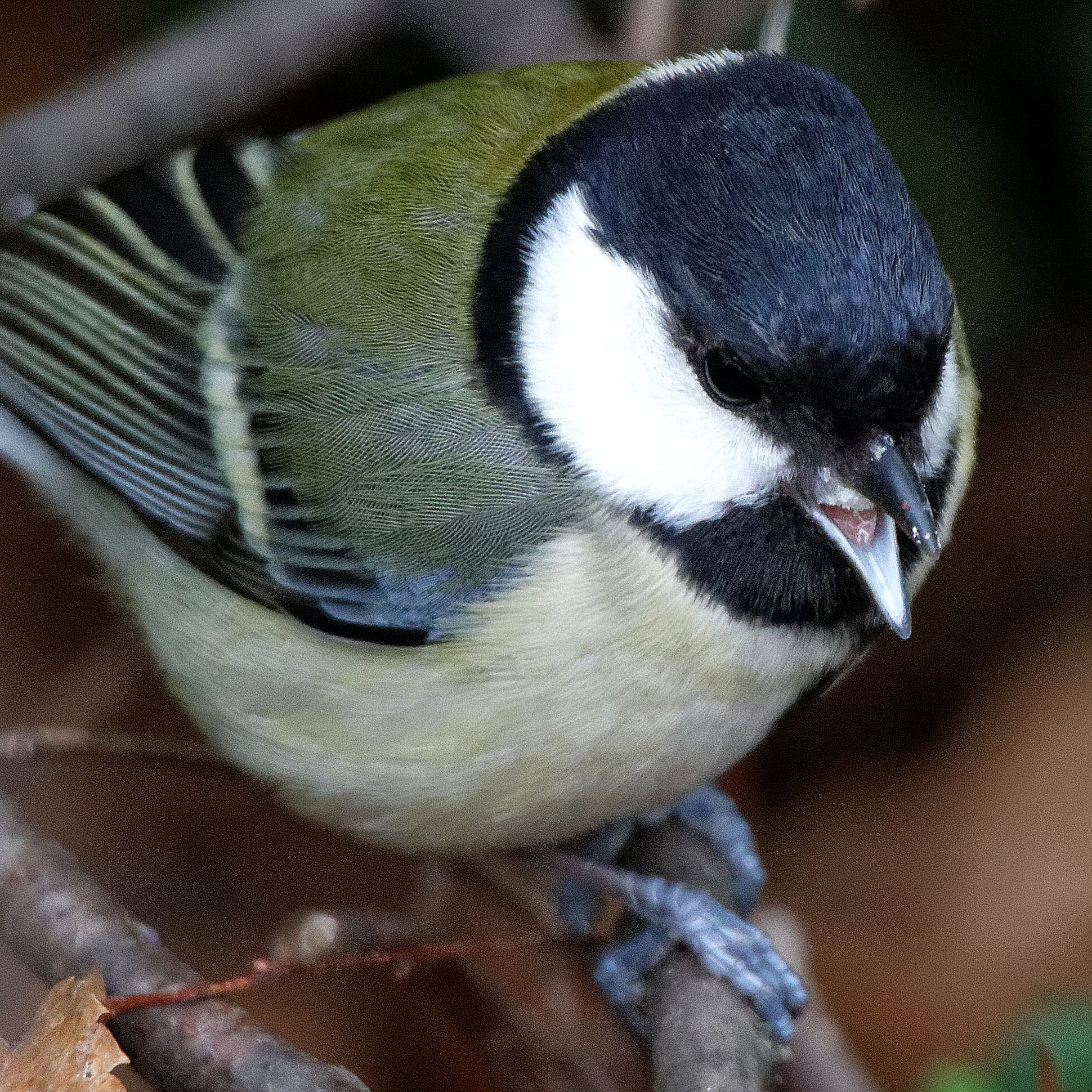 Japanese Tit