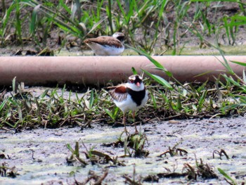 Black-fronted Dotterel Richmond Lowlands, NSW, Australia Sun, 11/12/2023