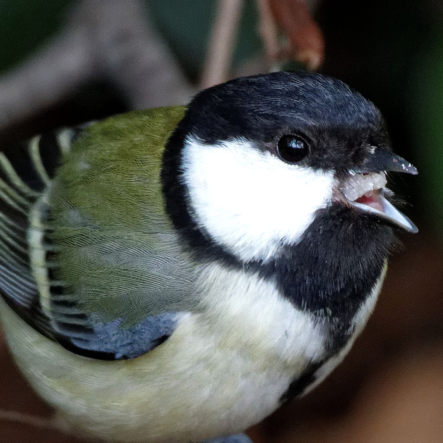 Photo of Japanese Tit at 岐阜公園 by herald