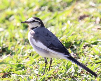 ハクセキレイ 長居公園植物園 2023年11月14日(火)