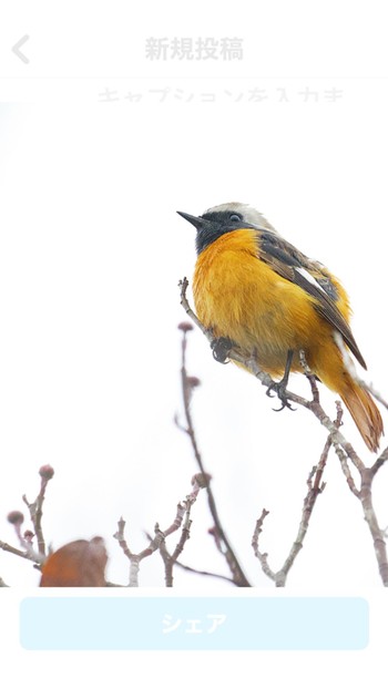 Daurian Redstart Unknown Spots Unknown Date