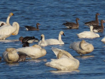 Tundra Swan(columbianus) Izunuma Thu, 11/16/2023