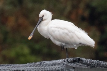 Black-faced Spoonbill 山口県立きらら浜自然観察公園 Fri, 11/17/2023