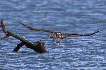 Osprey 山口県阿知須 Fri, 11/17/2023