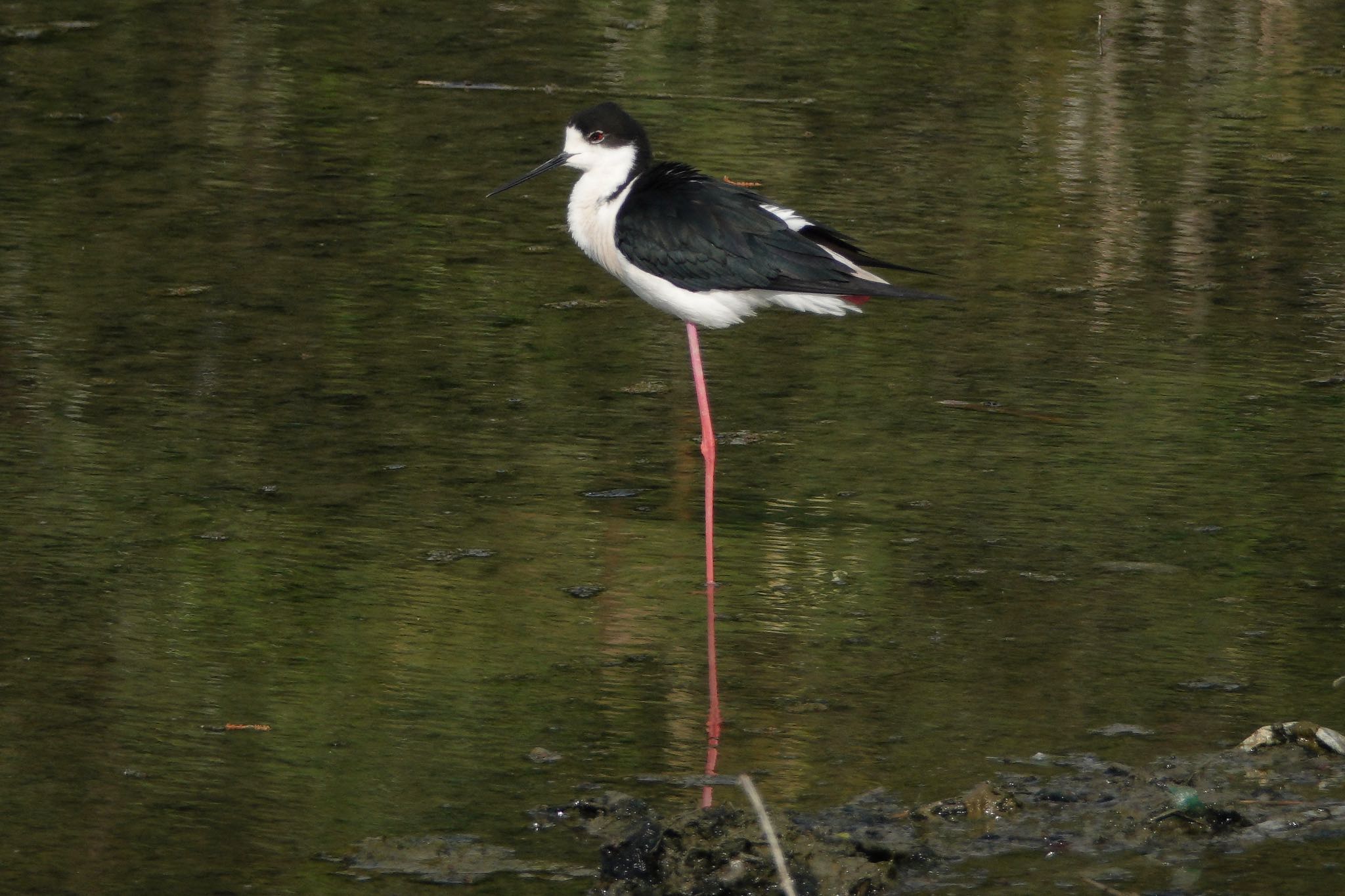 Black-winged Stilt