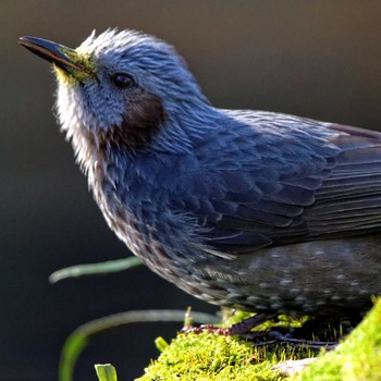 Sun, 3/8/2015 Birding report at 岐阜公園