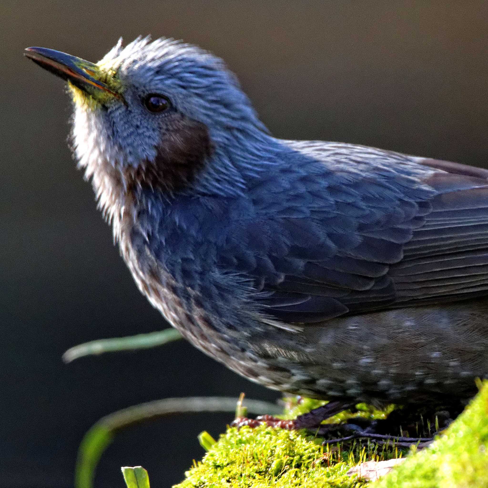 Brown-eared Bulbul