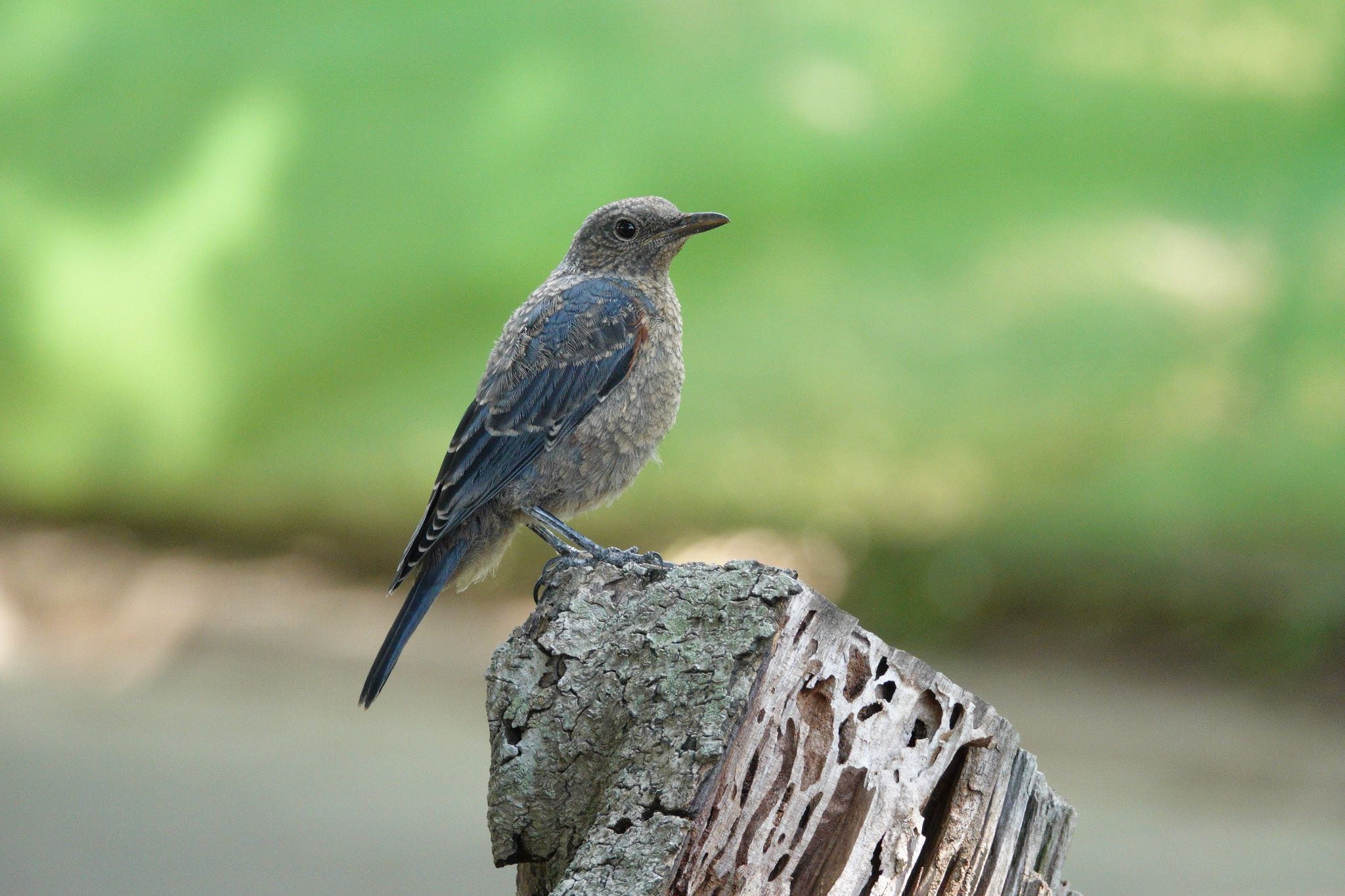 Blue Rock Thrush