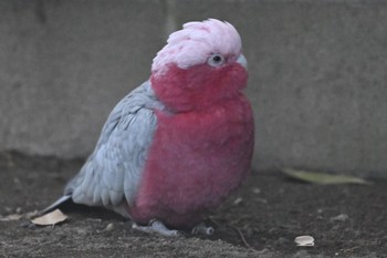 Galah キャンベルタウン野鳥の森 Tue, 11/14/2023