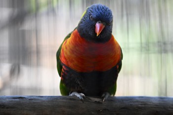 ゴシキセイガイインコ キャンベルタウン野鳥の森 2023年11月14日(火)