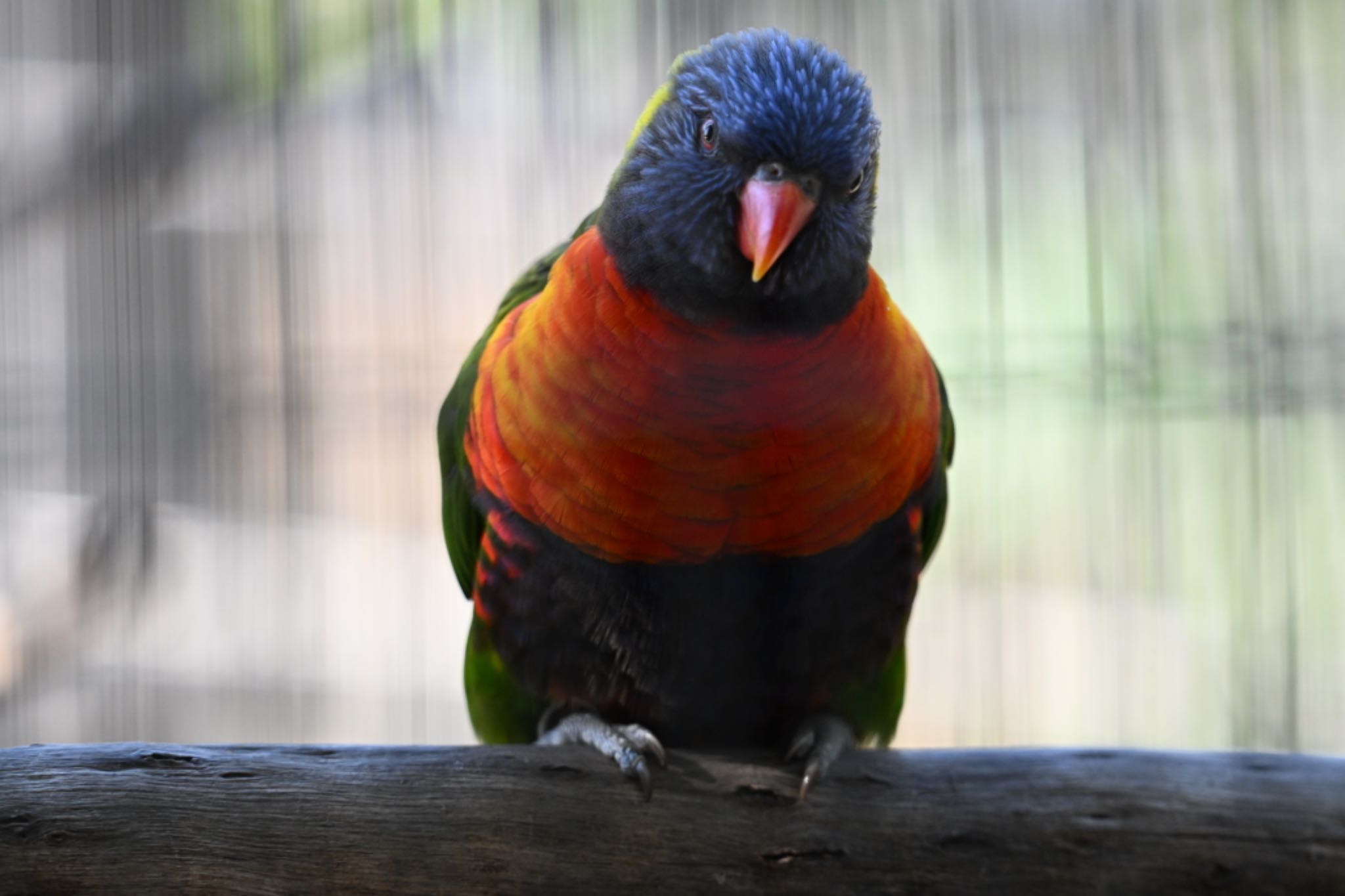 キャンベルタウン野鳥の森 ゴシキセイガイインコの写真 by 美妃8