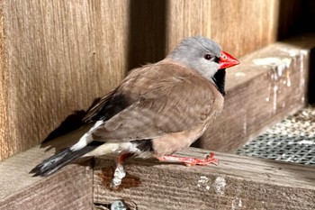 Long-tailed Finch キャンベルタウン野鳥の森 Tue, 11/14/2023