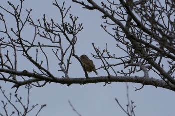 Eurasian Wryneck 平城宮跡 Fri, 11/17/2023