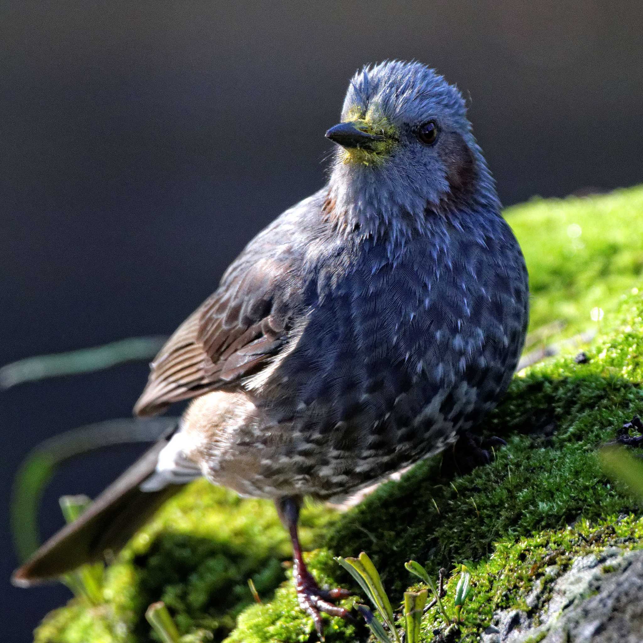 Brown-eared Bulbul